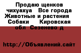 Продаю щенков чихуахуа - Все города Животные и растения » Собаки   . Кировская обл.,Сезенево д.